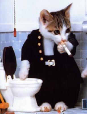 Chat kii fume